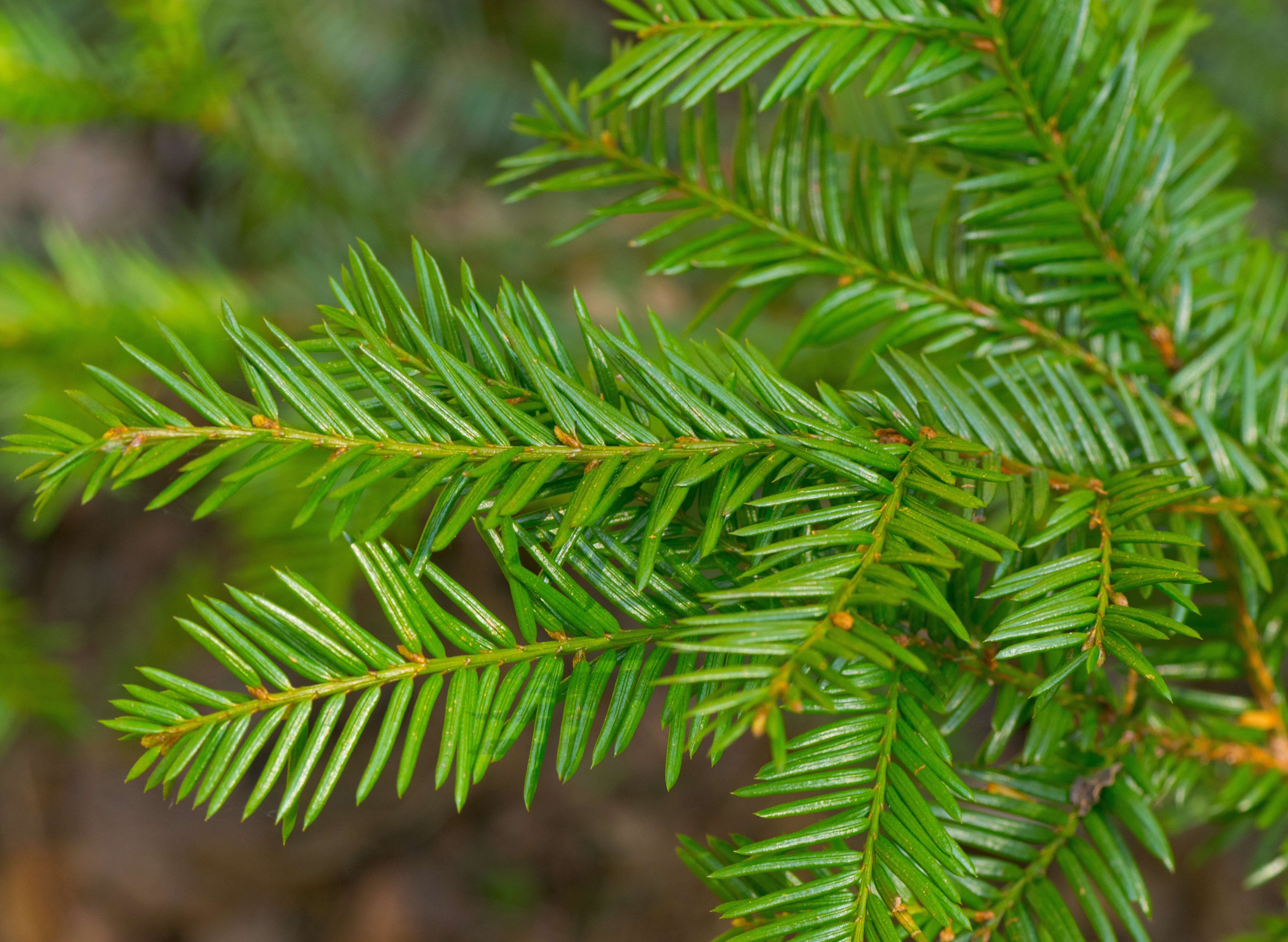 Image of Canada yew