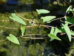 Image of kangkung