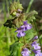 Image of Ground ivy