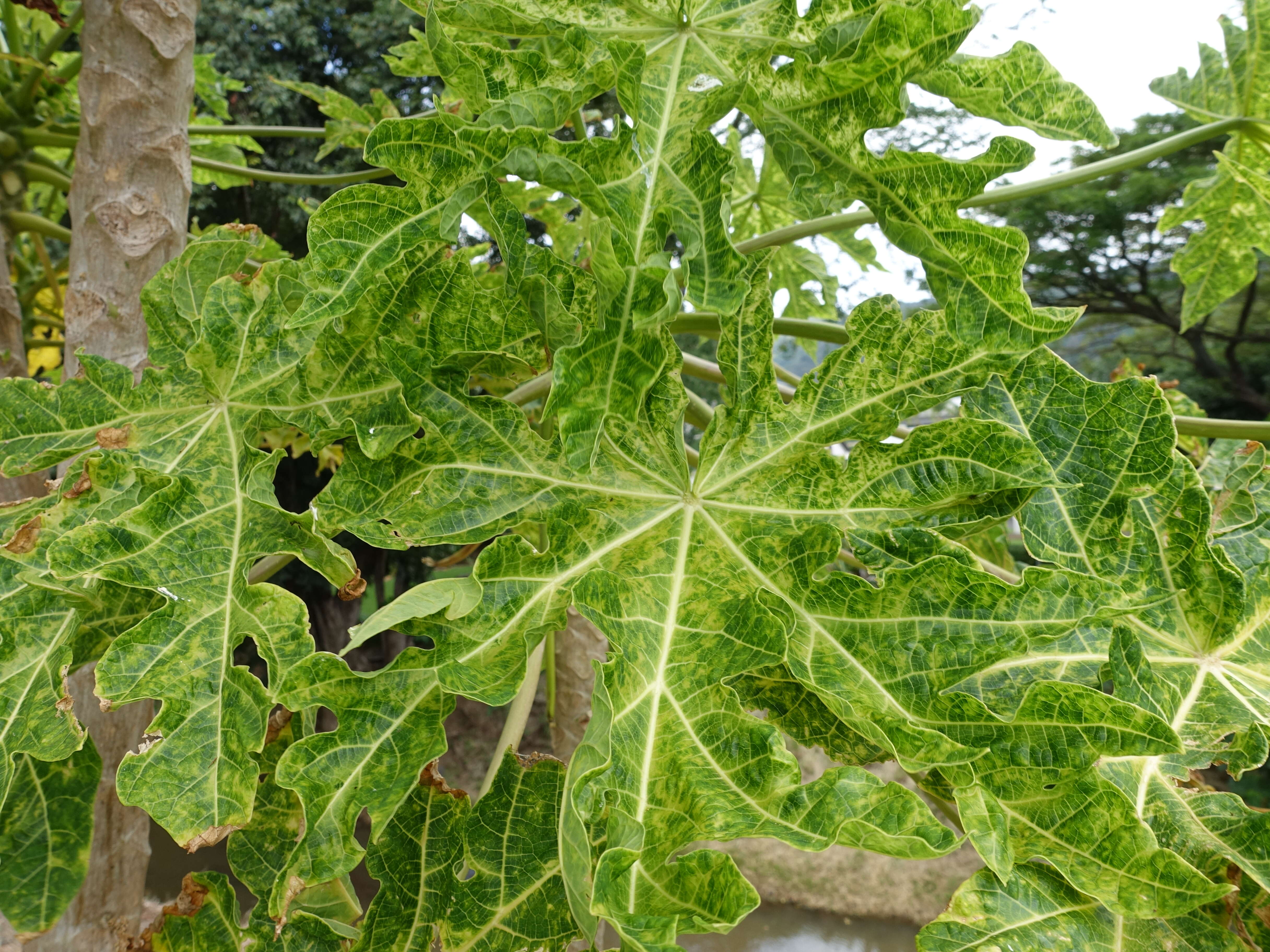 Image of Papaya ringspot virus