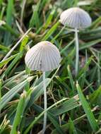 Image de Coprin parasol