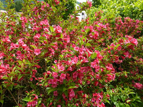 Image of weigela