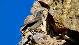 Image of Black Redstart