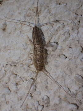 Image of Four-lined Silverfish