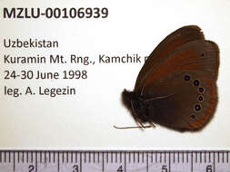 Image of Coenonympha nolckeni Erschoff 1874