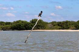 Image of Double-crested Cormorant