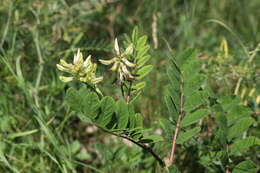 Image of licorice milkvetch