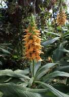 Imagem de Digitalis sceptrum L. fil.