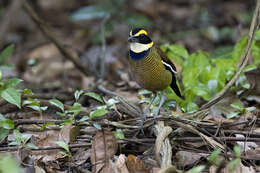 Image of Javan Banded Pitta