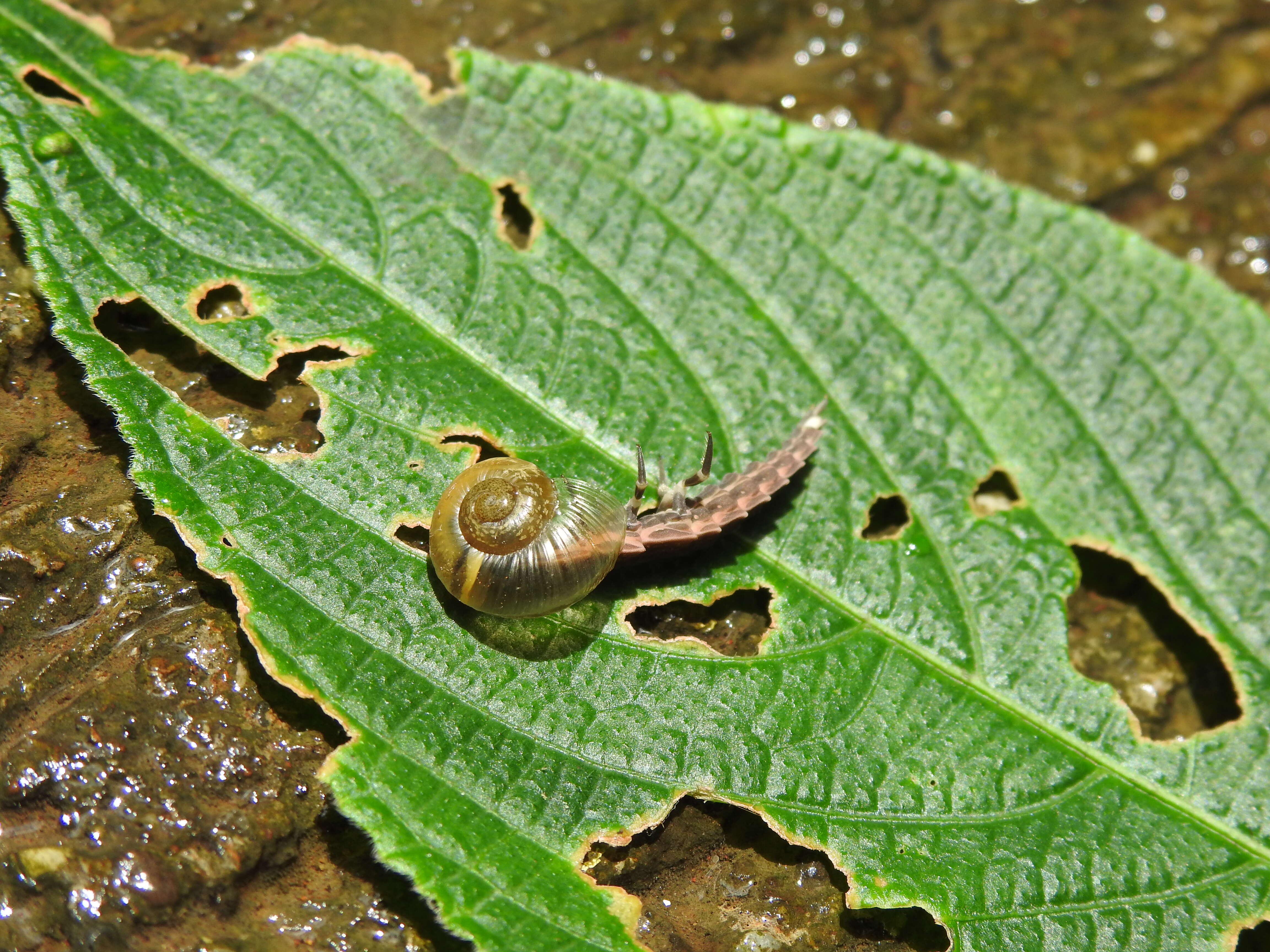 Image of fireflies