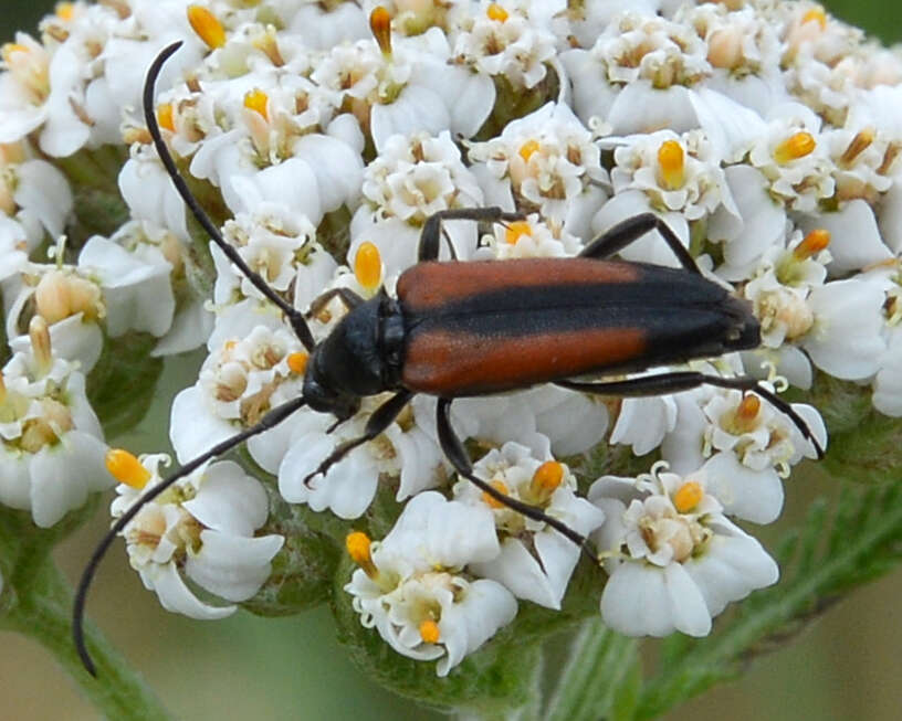 Image of Black-striped Longhorn Beetle