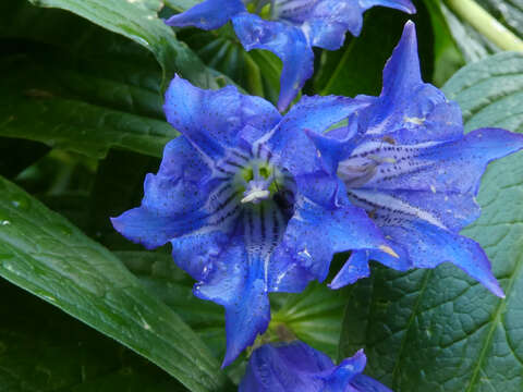 Image of Gentiana asclepiadea L.