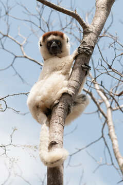 Image of Verreaux's Sifaka