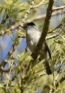 Image of Blackcap