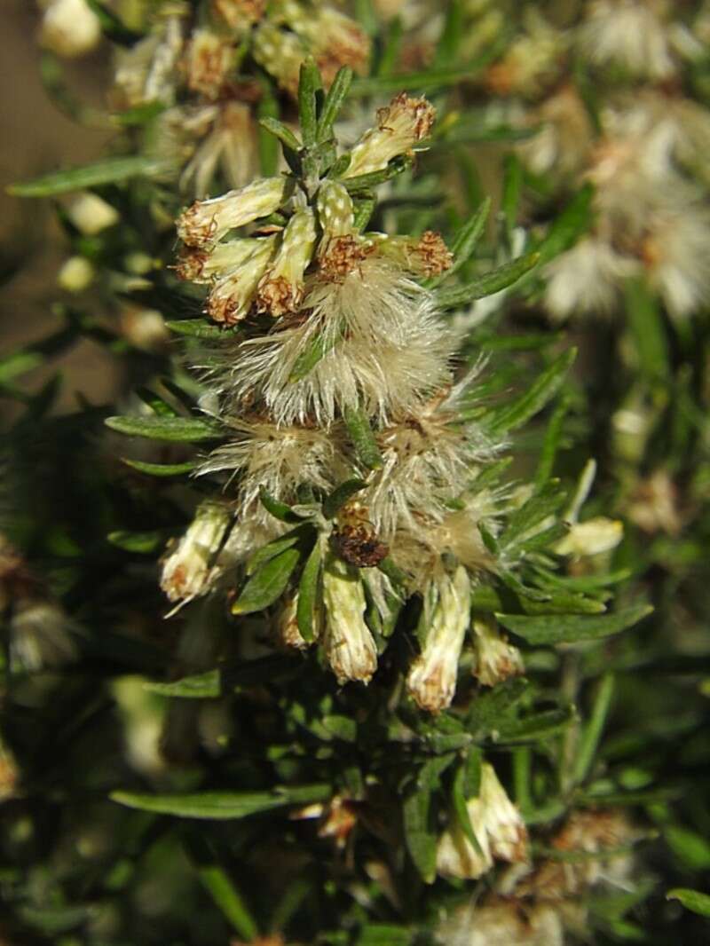 Image de Olearia axillaris (DC.) F. Müll.