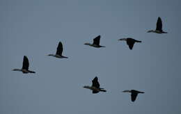 Image of Australian Pied Cormorant