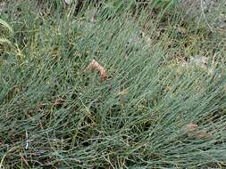 Image of Ephedra monosperma J. G. Gmel. ex C. A. Mey.