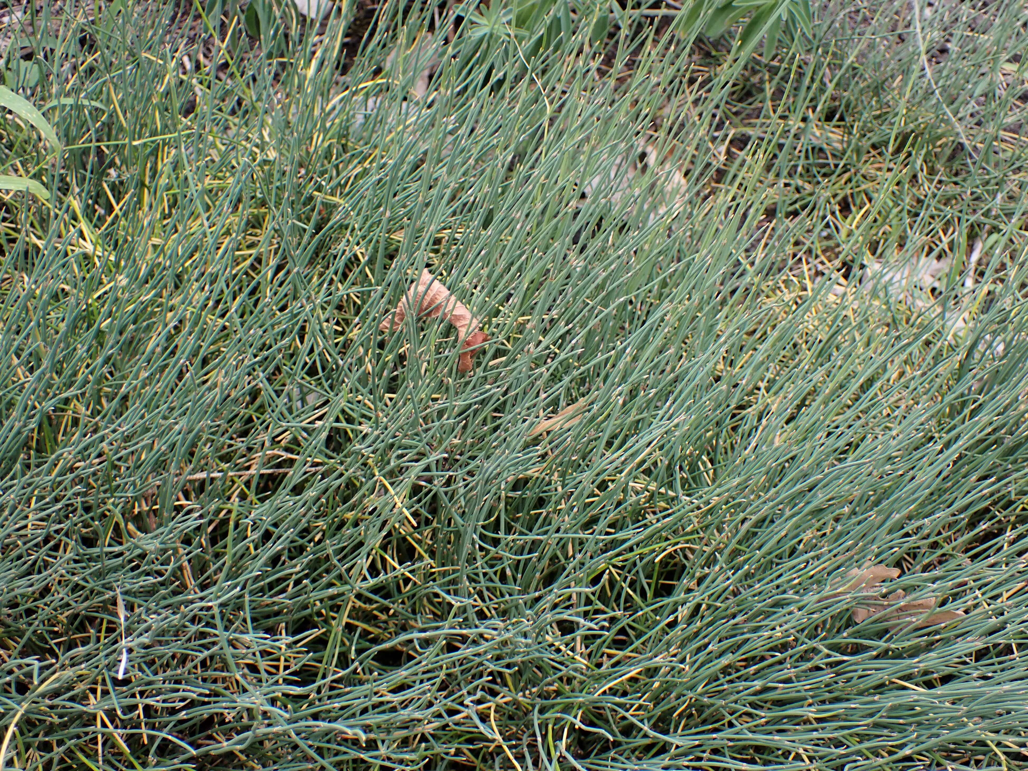 Image of Ephedra monosperma J. G. Gmel. ex C. A. Mey.