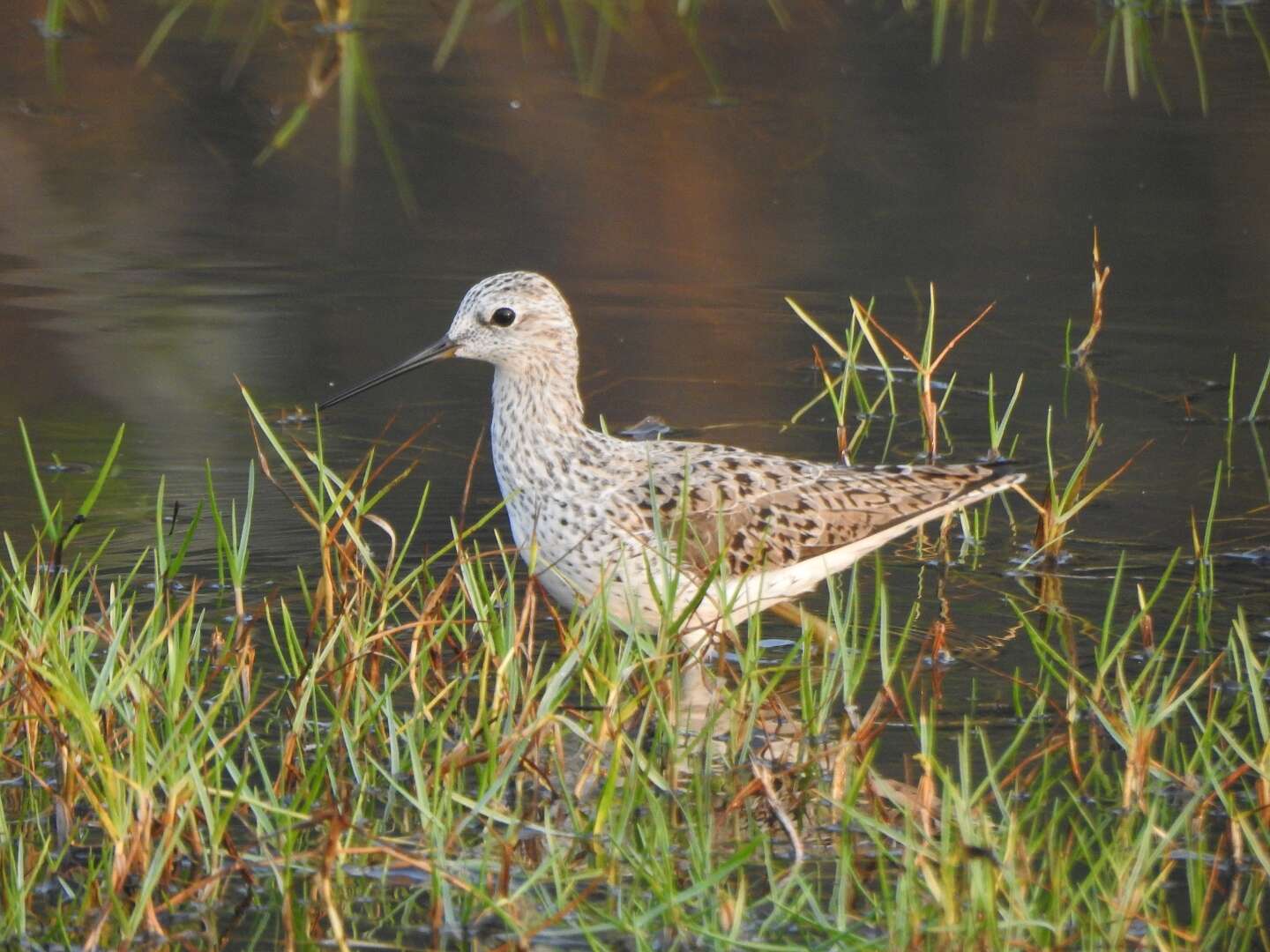 Image of Marsh Sandpiper