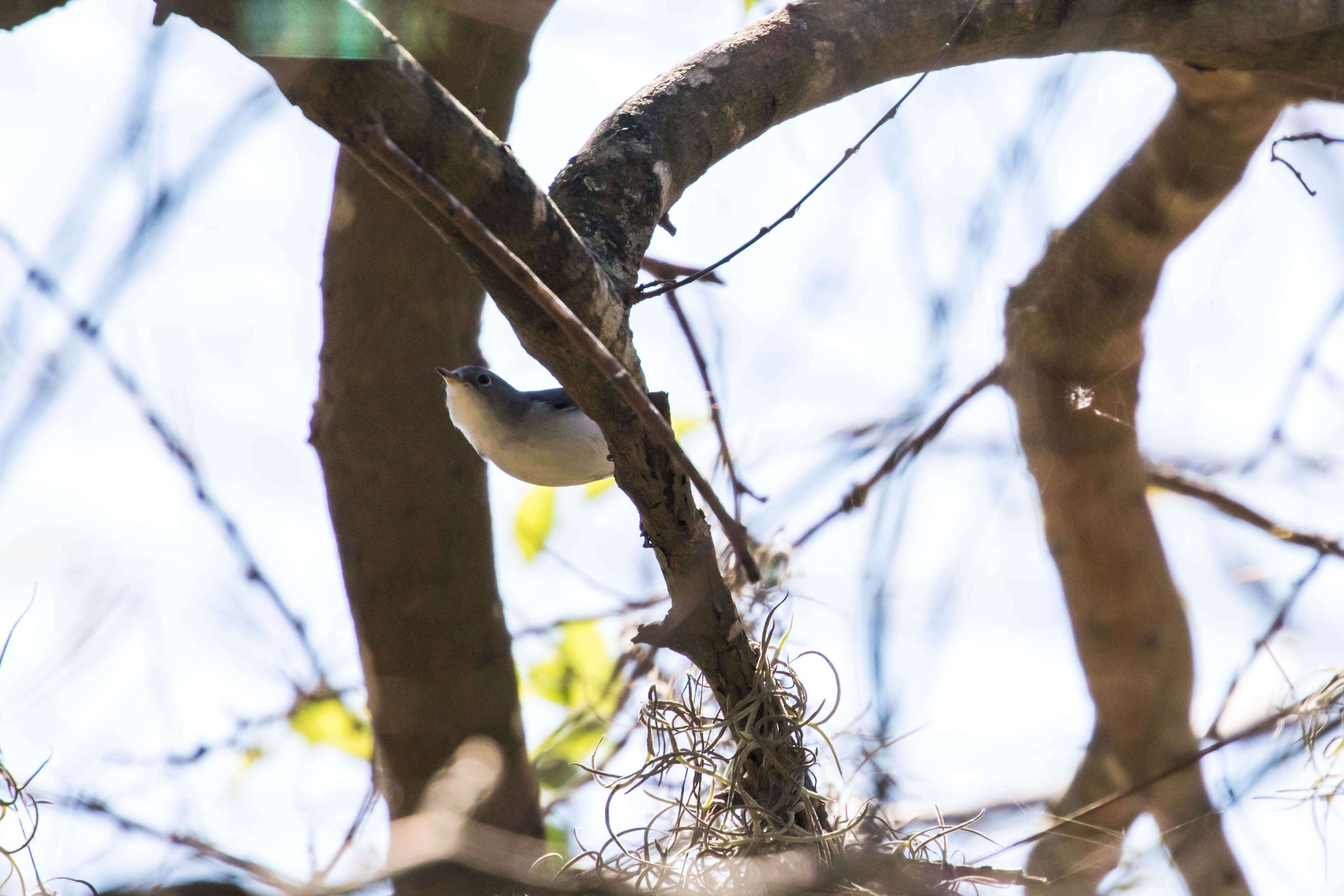 Image of gnatcatchers