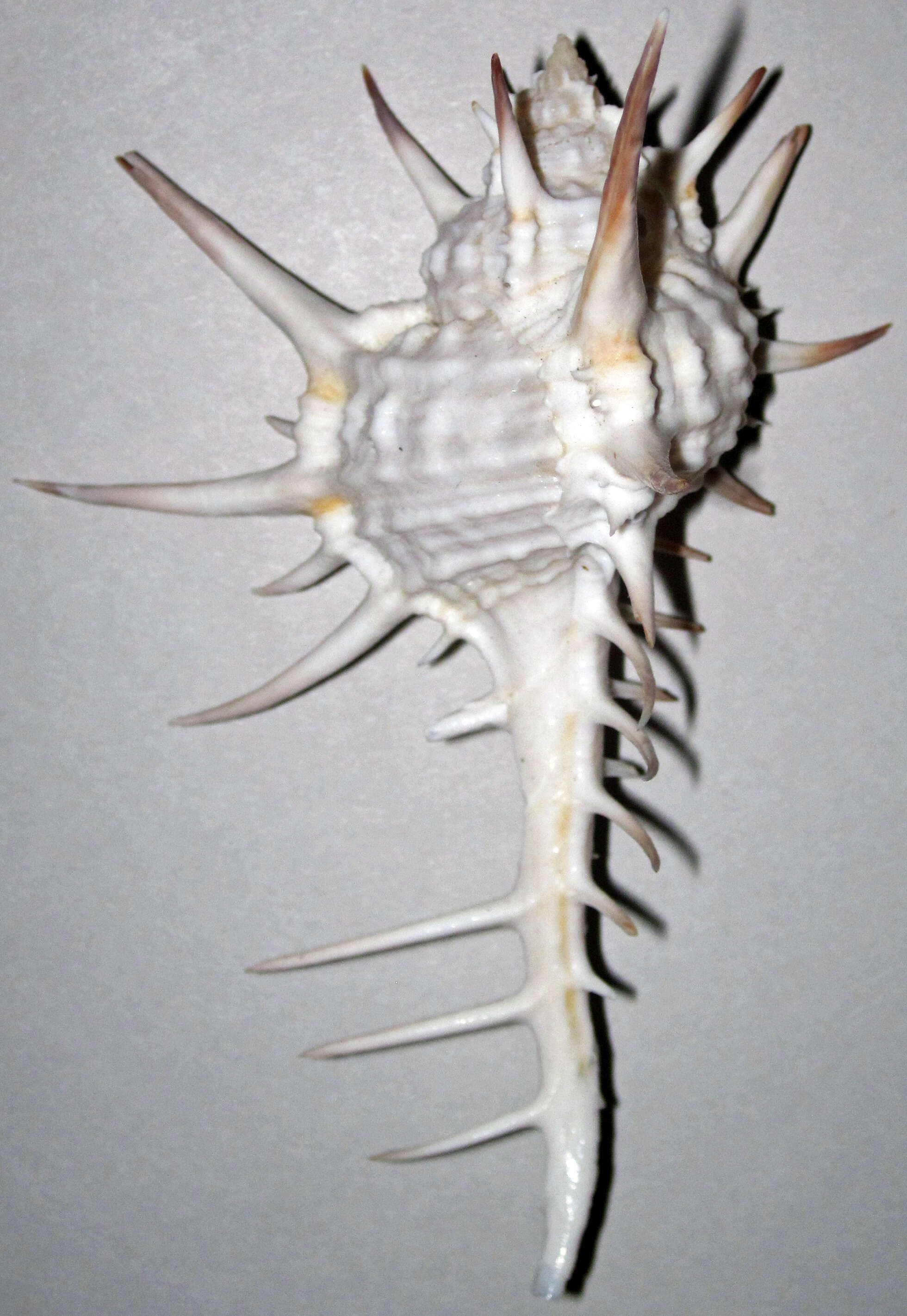 Image of Murex ternispina Lamarck 1822