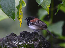 Image of Black-chested Sparrow