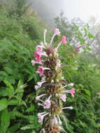 Image of Morina longifolia Wall.