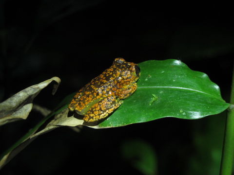 Image of Uluguru forest tree frog