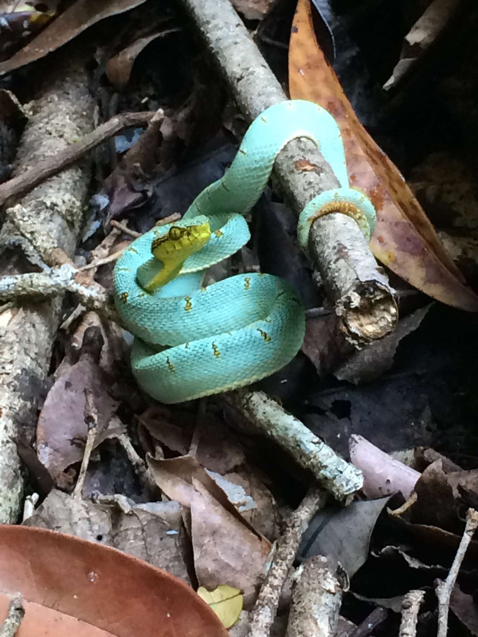 Imagem de Bothrops bilineatus (Wied-Neuwied 1821)