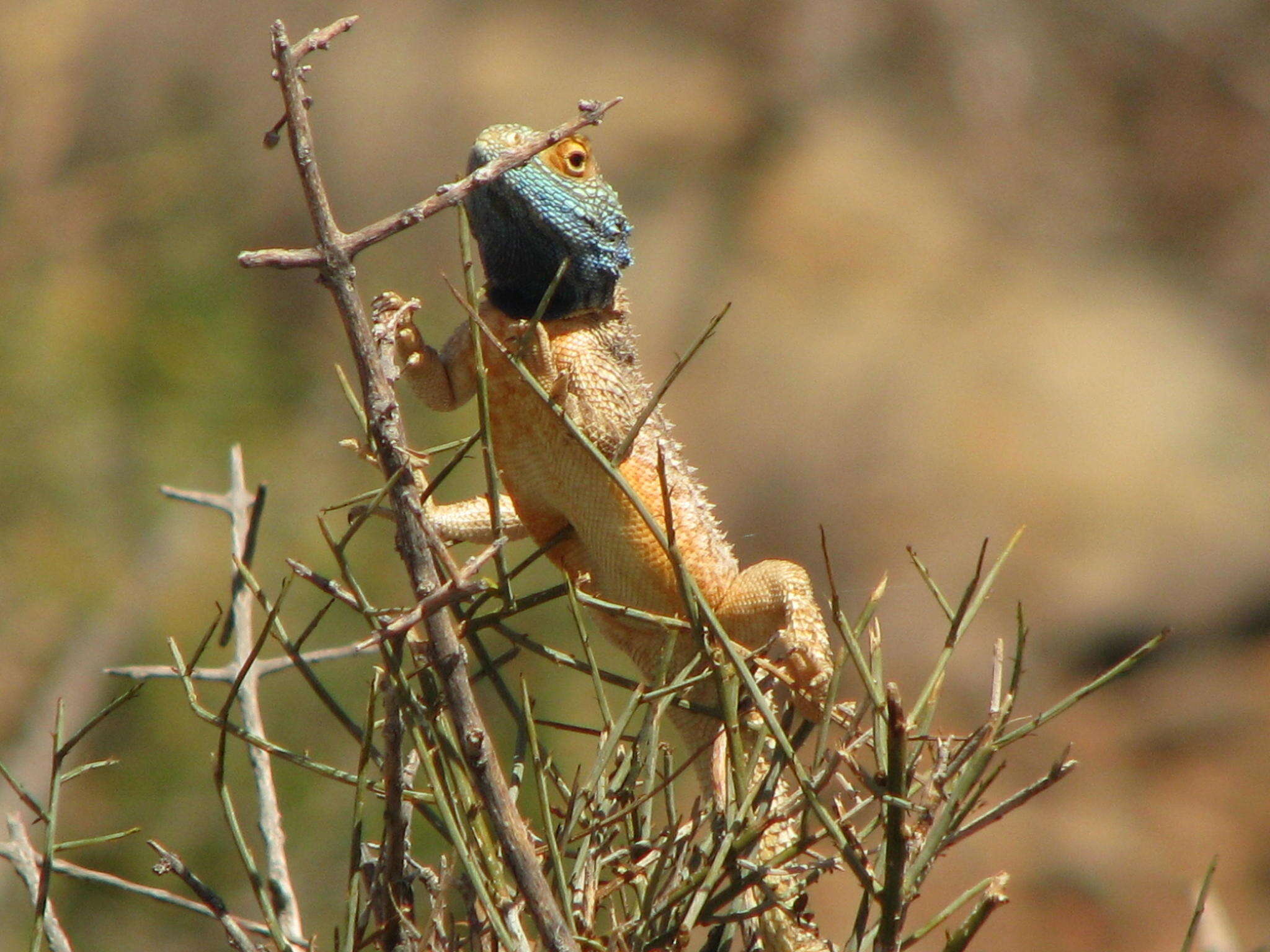 Image of Ground Agama