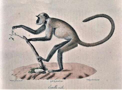 Слика од Semnopithecus entellus (Dufresne 1797)