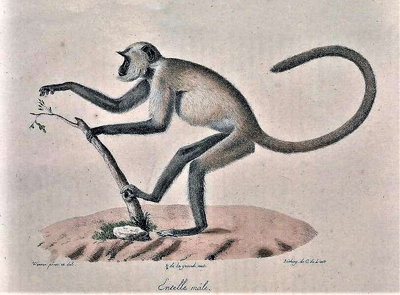 Слика од Semnopithecus entellus (Dufresne 1797)