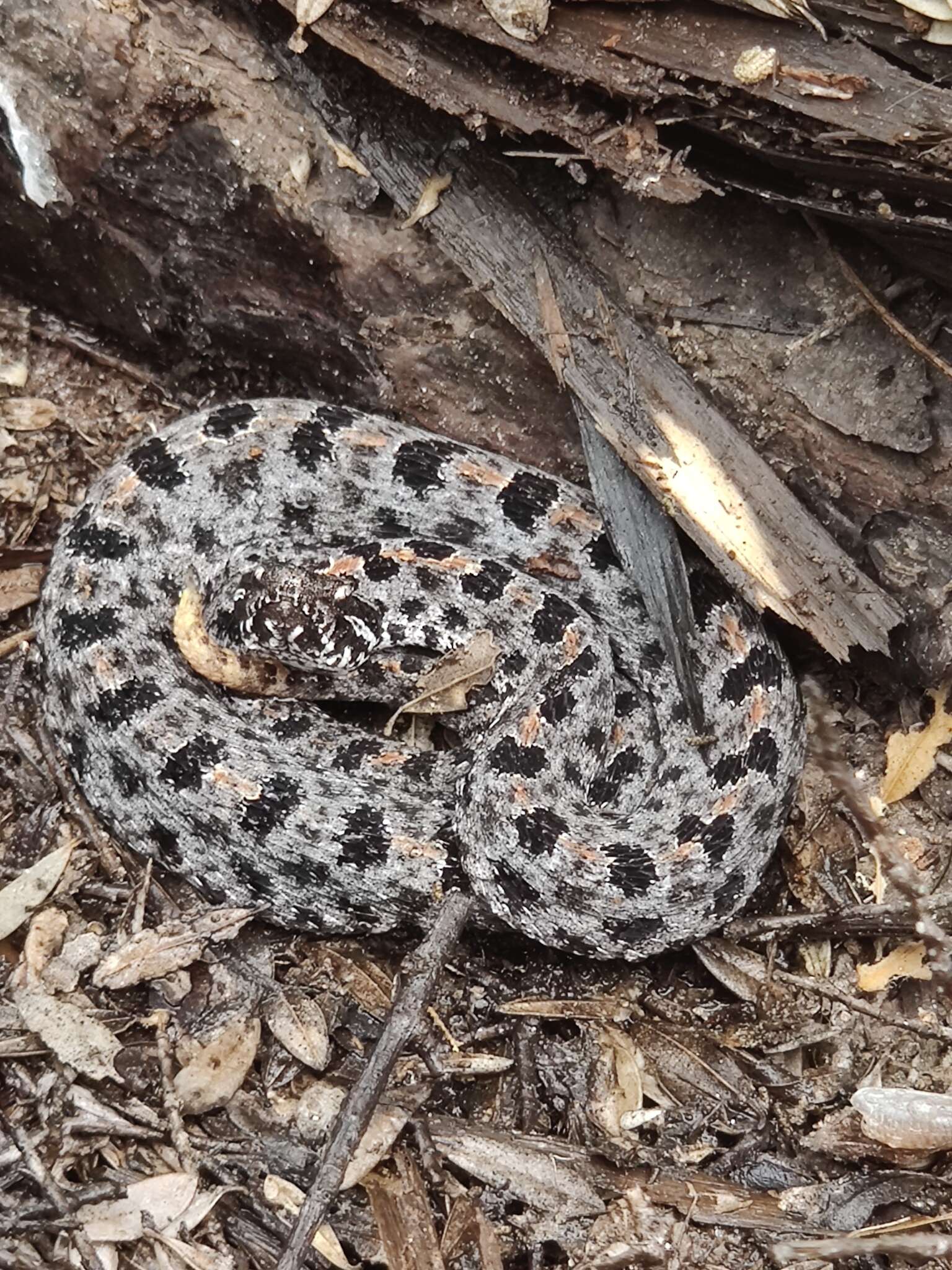 Image of Pygmy Rattlesnake