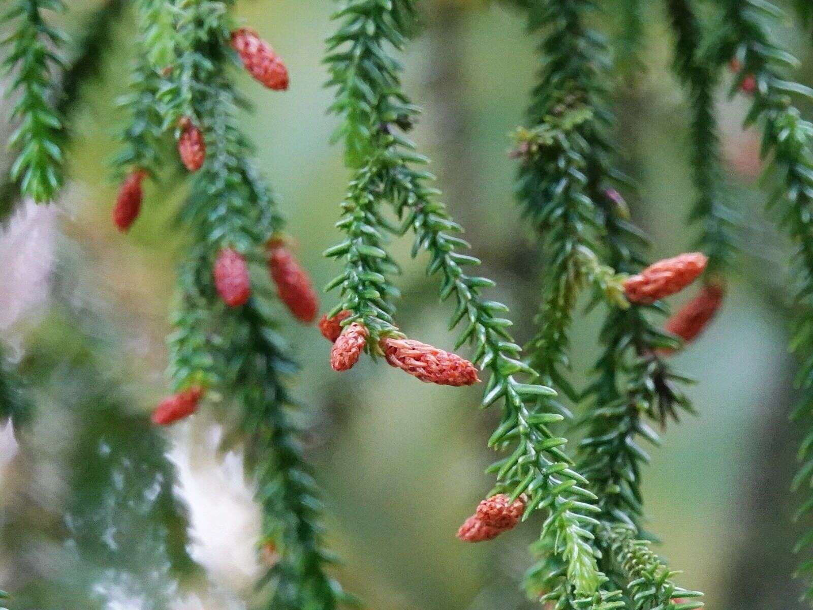 Image of Dacrydium