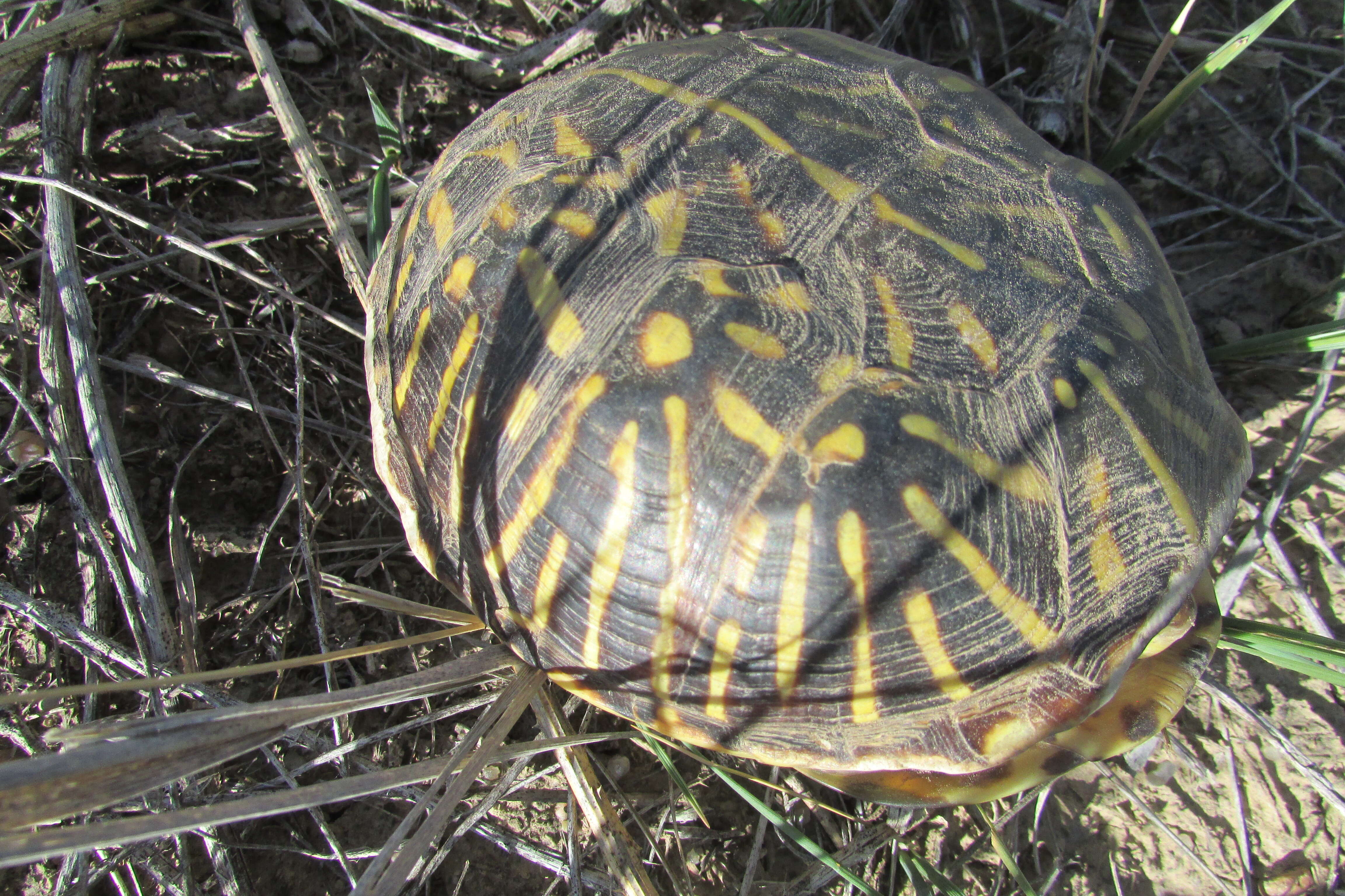 Plancia ëd Terrapene ornata ornata (Agassiz 1857)