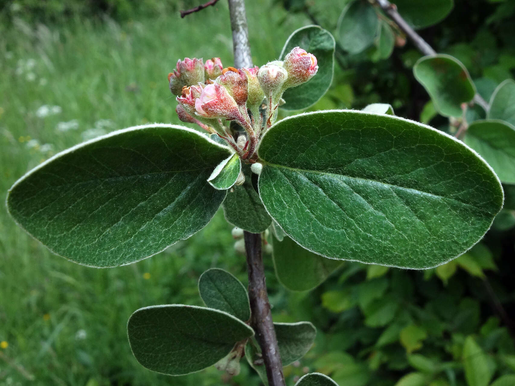 صورة Cotoneaster integerrimus Medik.