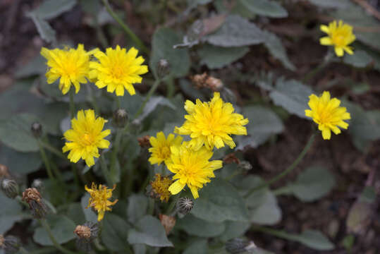 Image of pygmy hawksbeard