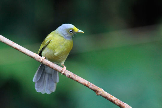 18.https www inaturalist org photos 5782440.580x360