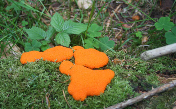 Image of Tubifera ferruginosa