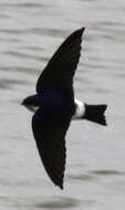Image of White-rumped Swallow