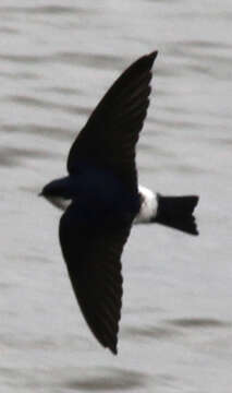 Image of White-rumped Swallow