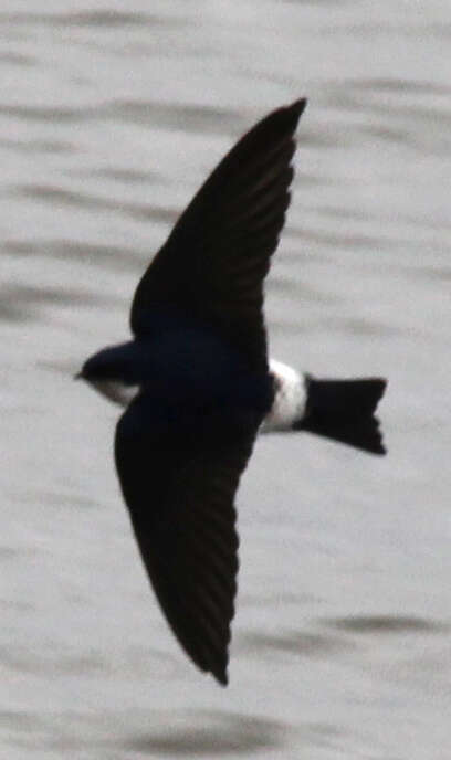 Image of White-rumped Swallow