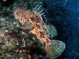 Image of Bigscale Scorpionfish