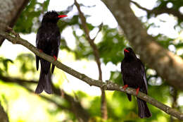 Image of Asian Black Bulbul