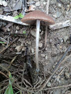 Image of Psathyrella bipellis (Quél.) A. H. Sm. 1946