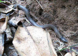 Image of Black-headed Centipede Eater