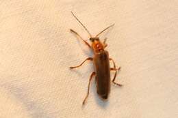 Image de Cantharis rufa