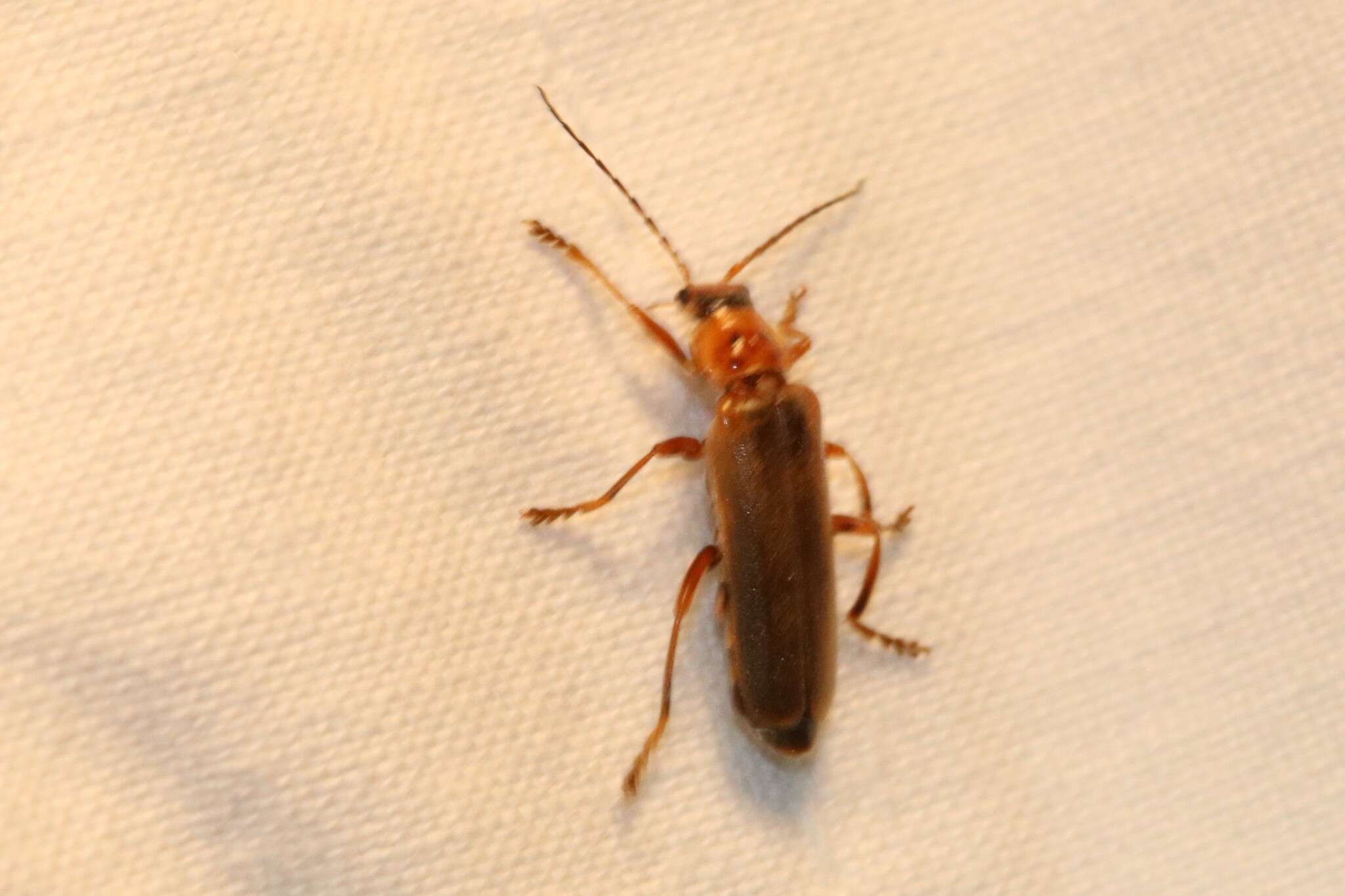 Image de Cantharis rufa