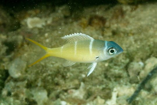 Image of <i>Monotaxis heterodon</i>