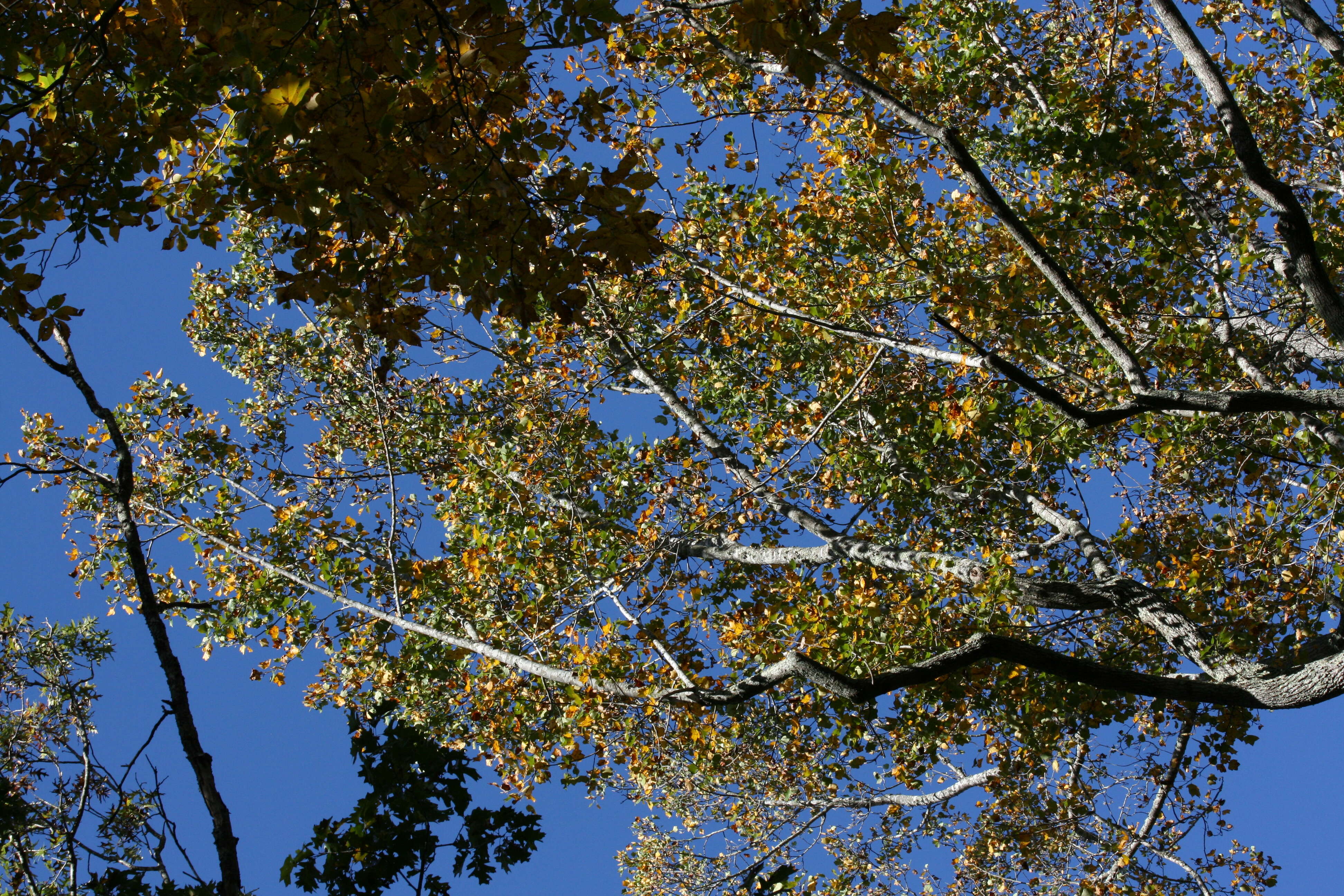 Image of Tulip tree